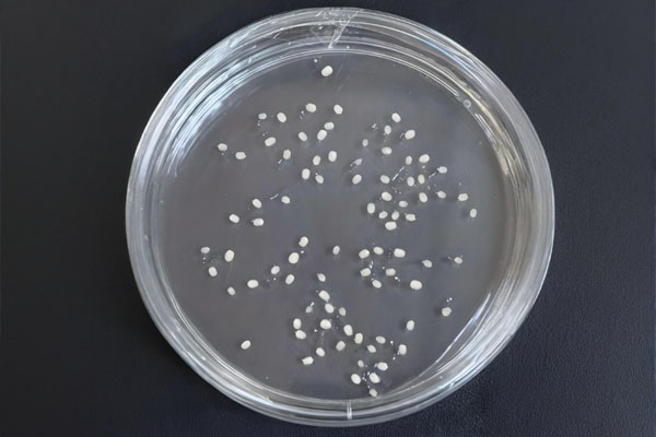 转基因小麦育种