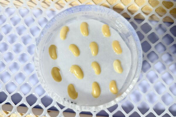 大豆转基因育种