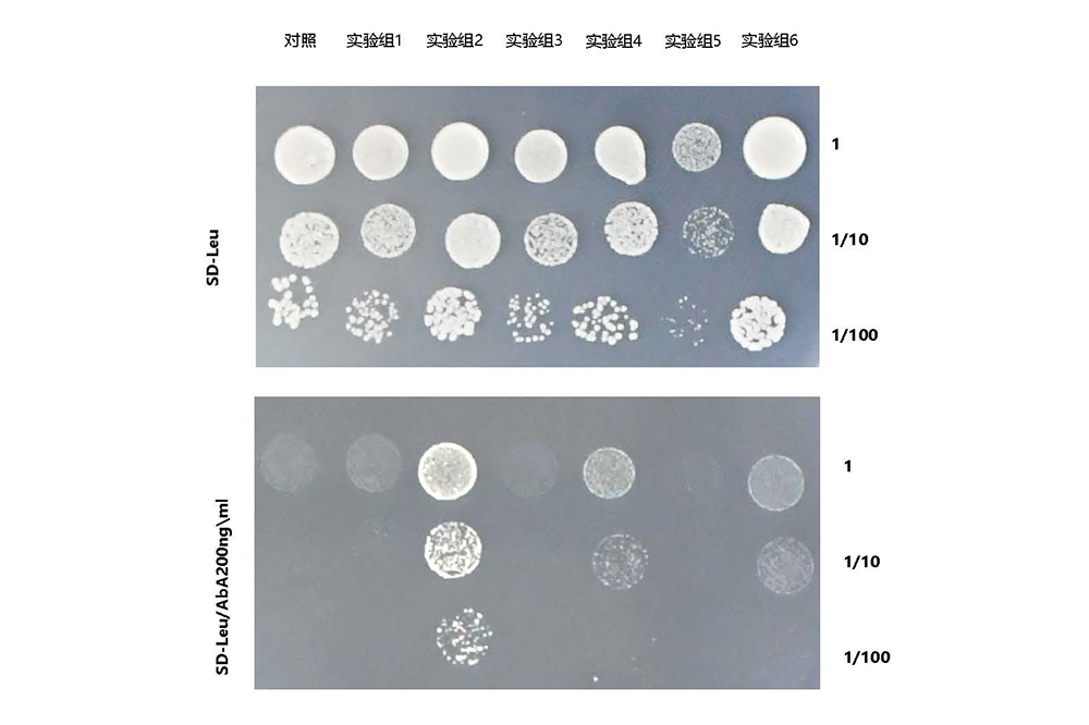 酵母单杂一对一互作验证